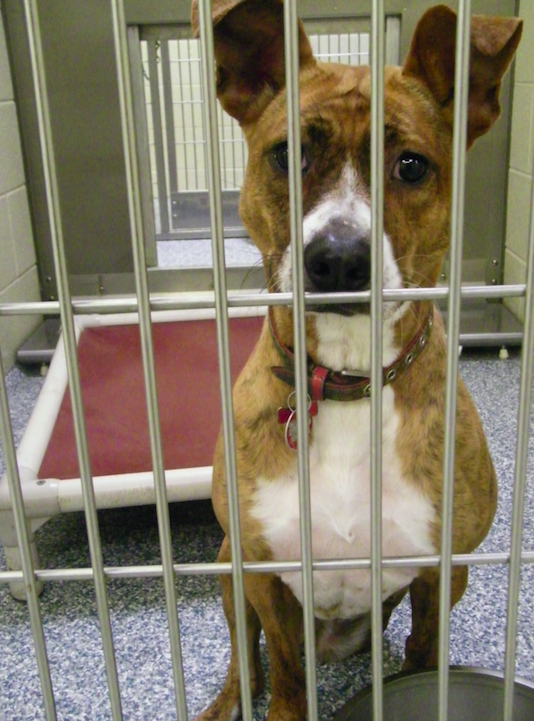 4 ½ year old, Shepherd mix Triumph was saved from animal cruelty and now resides at Memphis Humane Society.

