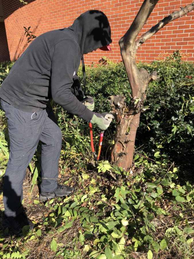 John Phebus (9) works hard to prune a tree. This will help improve the health of the plant.  