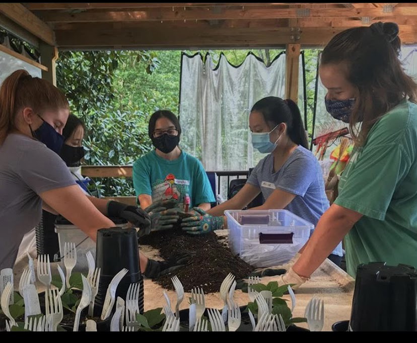 Left to right: Cameron Mosley (11), Mandy Cassius (11), Abby Cassius (11), Alice Chao (11) and Ellen Barnes (12) work together to pot plants. The WSHSEA club volunteers at the Botanical Gardens as part of the club’s activities since being virtual this year. 
