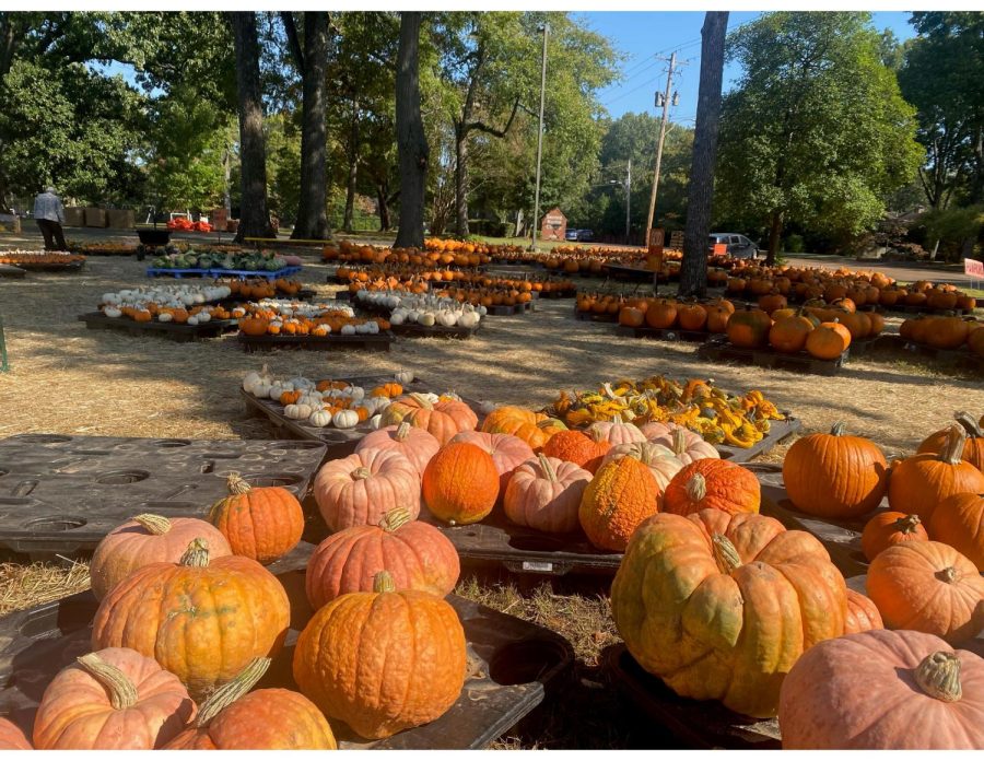 The+Second+Baptist+Church+holds+its+annual+pumpkin+patch+until+the+end+of+October%2C+and+it+has+become+a+community+staple.+Visitors+are+able+to+stroll+around+the+patch%2C+try+their+pumpkin-spice+granola+and+even+play+a+game+of+cornhole.+