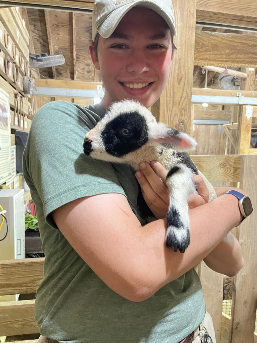 Jordan Kirby (12) holds a baby lamb at Memphis Zoo. He has been volunteering at the Memphis Zoo for almost two years. 