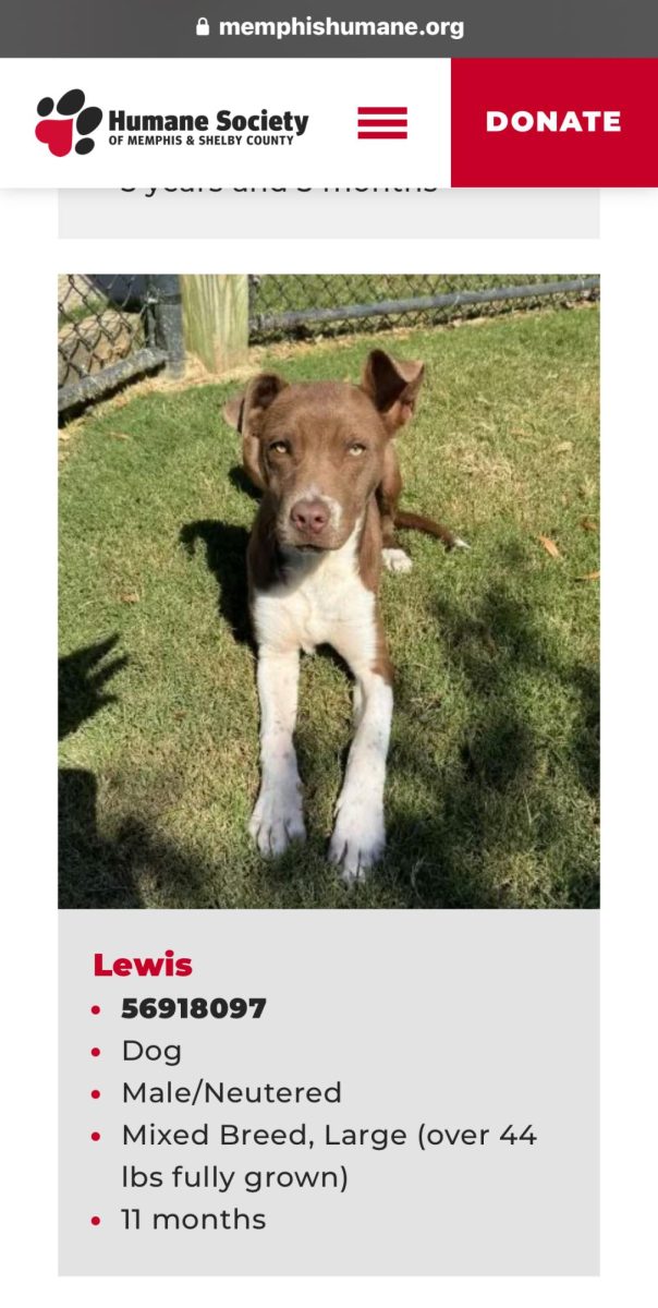 On the Humane Society’s website, many potential adoptees like Lewis can be found. Potential adopters can look at various animals’ information and submit adoption papers directly online.